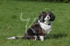 Spaniel - Cavalier King Charles