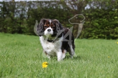 Spaniel - Cavalier King Charles