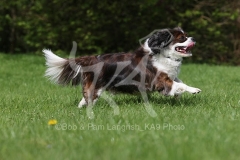 Spaniel - Cavalier King Charles