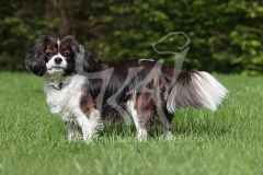 Spaniel - Cavalier King Charles