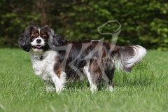 Spaniel - Cavalier King Charles
