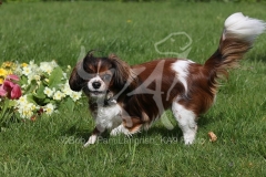 Spaniel - Cavalier King Charles