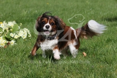 Spaniel - Cavalier King Charles