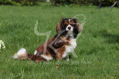 Spaniel - Cavalier King Charles