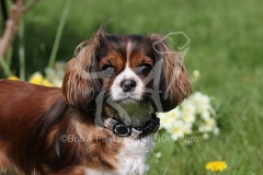 Spaniel - Cavalier King Charles