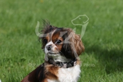 Spaniel - Cavalier King Charles