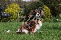 Spaniel - Cavalier King Charles