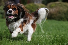 Spaniel - Cavalier King Charles