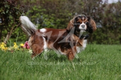 Spaniel - Cavalier King Charles