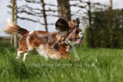Spaniel - Cavalier King Charles