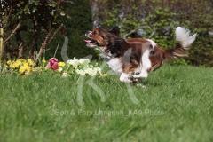 Spaniel - Cavalier King Charles