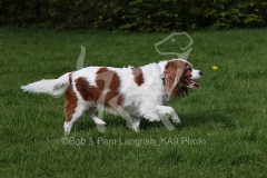 Spaniel - Cavalier King Charles