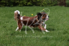 Spaniel - Cavalier King Charles