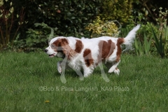 Spaniel - Cavalier King Charles