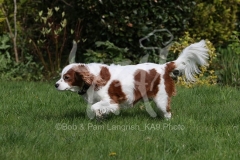 Spaniel - Cavalier King Charles