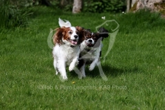 Spaniel - Cavalier King Charles