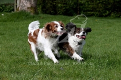 Spaniel - Cavalier King Charles