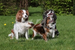 Spaniel - Cavalier King Charles