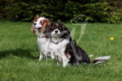 Spaniel - Cavalier King Charles