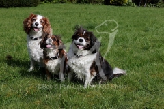 Spaniel - Cavalier King Charles