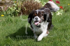 Spaniel - Cavalier King Charles