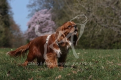 Spaniel - Cavalier King Charles