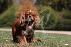 Spaniel - Cavalier King Charles