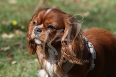Spaniel - Cavalier King Charles