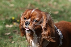 Spaniel - Cavalier King Charles