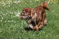 Spaniel - Cavalier King Charles
