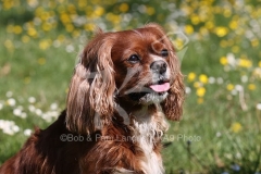 Spaniel - Cavalier King Charles
