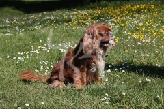 Spaniel - Cavalier King Charles