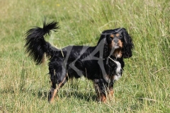 Spaniel - Cavalier King Charles