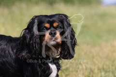 Spaniel - Cavalier King Charles