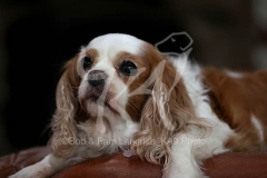 Spaniel - Cavalier King Charles