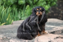 Spaniel - Cavalier King Charles