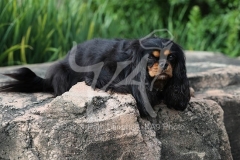 Spaniel - Cavalier King Charles