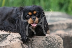 Spaniel - Cavalier King Charles