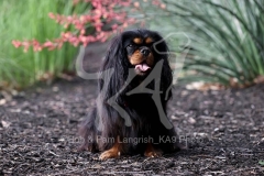 Spaniel - Cavalier King Charles