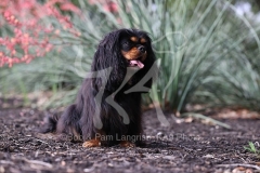 Spaniel - Cavalier King Charles