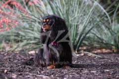 Spaniel - Cavalier King Charles