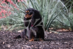 Spaniel - Cavalier King Charles