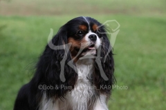 Spaniel - Cavalier King Charles
