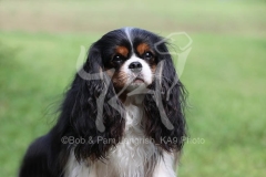Spaniel - Cavalier King Charles