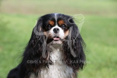 Spaniel - Cavalier King Charles