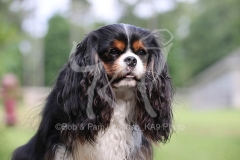 Spaniel - Cavalier King Charles