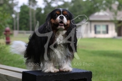 Spaniel - Cavalier King Charles