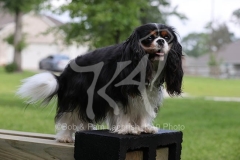 Spaniel - Cavalier King Charles