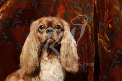Spaniel - Cavalier King Charles