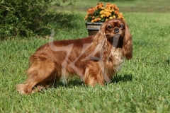 Spaniel - Cavalier King Charles